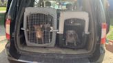 High Point Animal Rescue rescues more than 60 dogs in past week