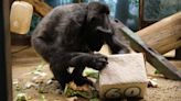 Oldest gorilla in UK celebrates her 60th birthday