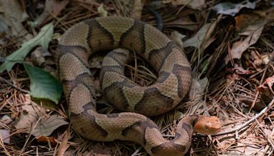 6 venomous snakes in SC, Greenville: What to know about rattlesnakes, copperheads, more