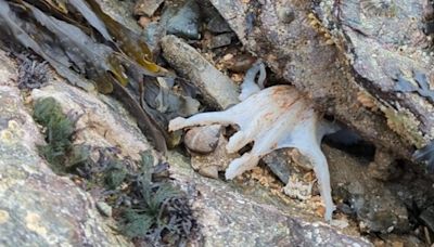 Octopus caught on camera changing its colour at North Wales beach