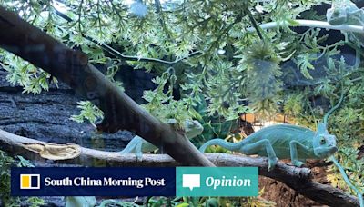 Opinion | Regulate Hong Kong’s exotic pet trade to stop invasive species