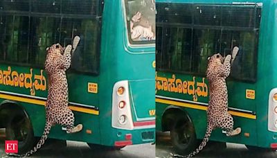 Viral video: Leopard tries to enter safari bus after leaping through window at Bannerghatta National Park in Bengaluru