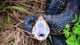 Dangerous and deadly snakes in South Baldwin County—what you need to know this summer