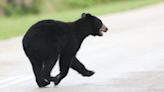 Why are bears wandering into cities? Some things to know about these furry giants