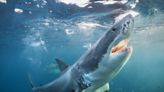 Chinese TikTok food blogger fined almost $20,000 after eating a great white shark she bought online