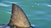 Shark warning at NJ beaches: Follow these easy tips to avoid attack
