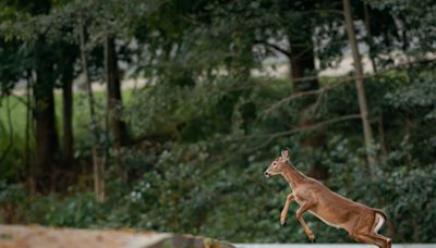 Car crashes, Lyme: Deer cause havoc in NY, and population is exploding amid climate change