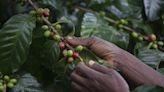 Cafezais moçambicanos coabitam com a floresta tropical