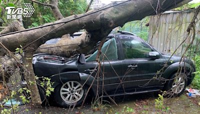 凱米颱風／桃園幸福國中後方巨樹壓毀車輛 里長求援