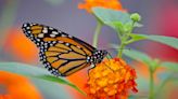 Turn your garden into a butterfly sanctuary this spring