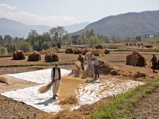 Global rice prices drop after India allows white rice exports