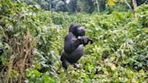 Viral TikTok Shows How a Wild Gorilla Beats Its Chest in Close Encounter With Tourist
