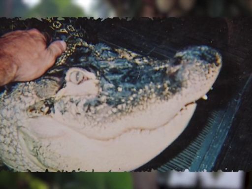 Documents shed more light on DEC’s seizure of Albert the alligator in Hamburg