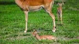 Lion Country Safari welcomes adorable newborn impalas to its herd