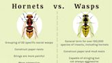 Hornet vs. Wasp: Here's How to Tell the Difference