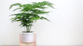 《植物都知道》：人如同植物一般，喜歡的不一定要擁有，路過欣賞也是一種兩全其美 - The News Lens 關鍵評論網