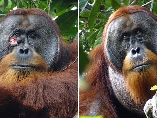 Orangutan in Indonesian rainforest treats own facial wound, say researchers: ‘Appeared intentional’