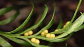 Small fern species has a genome 50 times larger than that of humans