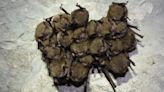 Indiana bat numbers increase by 8 percent at Sodalis Nature Preserve