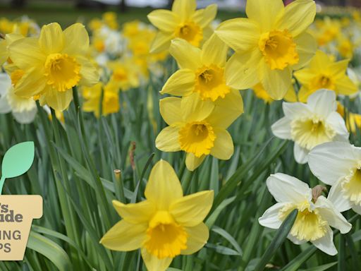 What to do with daffodils after flowering — top tips from garden experts