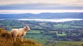 Dog owners warned after sheep 'attacks' in North Wales