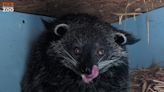 Look: British zoo's escaped bearcat found in woodshed