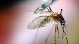 Northborough agency protects MetroWest towns from virus-carrying mosquitoes