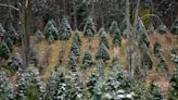 Michigan expected to have best year for real Christmas trees in a decade