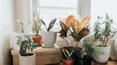 The Best Plant Subscriptions