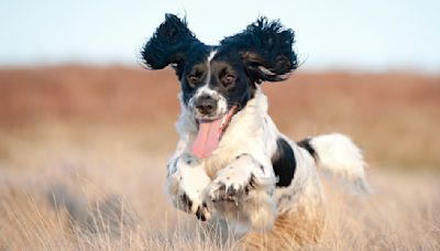 32 things to know about English Springer Spaniels