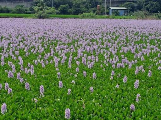 彰化新秘境！季節限定紫色花海盛開 荒廢魚池開滿布袋蓮