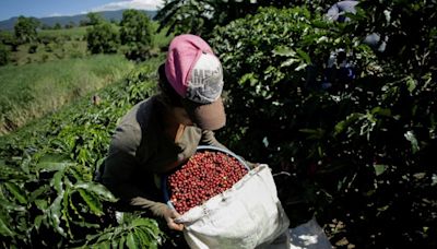 Exportaciones de café de Costa Rica caen 3,6% interanual en mayo, según ICAFE