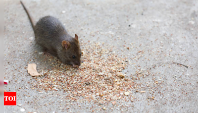 Hantavirus: Deadly rat disease claims lives in the US, are there cases in India as well? - Times of India