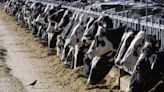 First case of bird flu in Iowa dairy herd detected