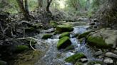 Niño de 9 años desapareció luego de caer a un arroyo; iba corriendo a recoger un balón