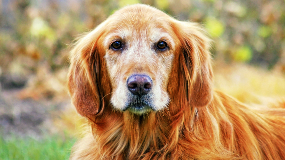 Senior Golden Retriever Ignores McDonald's Burger to 'Make Sure Mom's Safe'