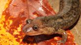 Word from the Smokies: Scientists discover new salamander species hiding in plain sight