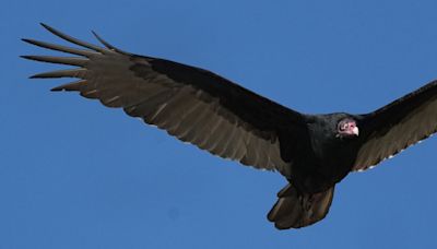 Smith: Turkey vulture nest in Mequon silo highlights species' adaptability