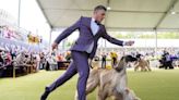 At Westminster dog show, a display of dogs, devotion