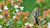 The 15 Most Beautiful Shrubs to Plant in Your Yard