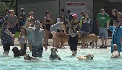 Dogs take over pool for K9 Splash