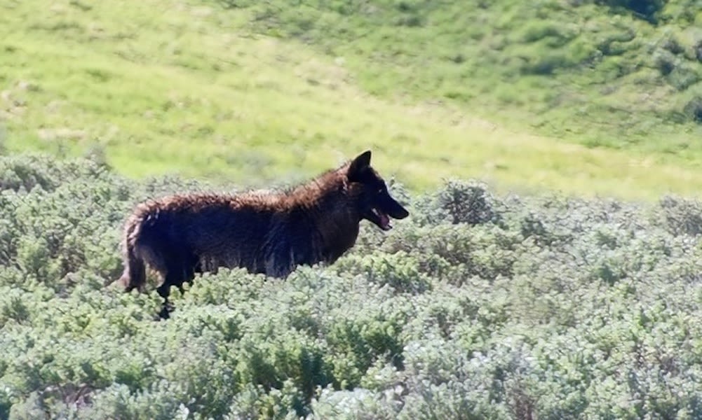 Watch: Yellowstone elk turns tables on wolf after stirring chase