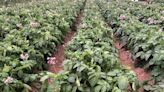 Casual Gardener: Eyes on potato hobby growers as blight season looms