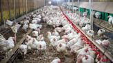 Colorado Bird Flu: Four New Poultry Workers Diagnosed With Bird Flu; Know Symptoms And Preventive Measures