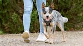 The 15 Best Leashes for Every Type of Dog
