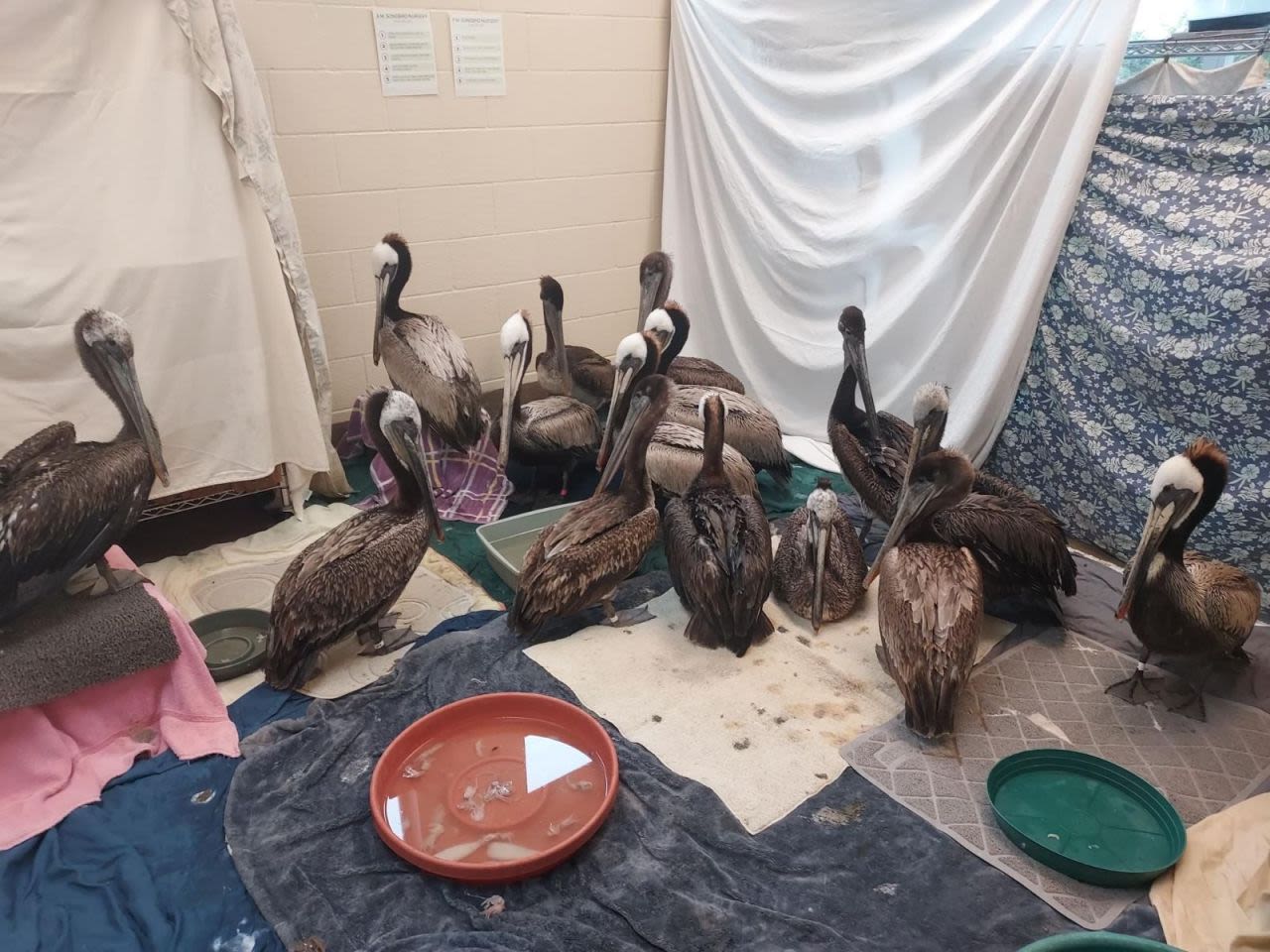 VIDEO: Monterey wildlife center rescues 52 pelicans in distress