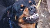 Dos hermanos de 3 y 12 años fueron atacados por el rottweiler de un vecino mientras jugaban a la pelota