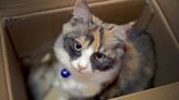 Utah Couple Accidentally Sent Their Cat Alongside Their Amazon Return