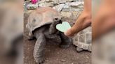 Oddly Satisfying — Giant Tortoise Chows Down On Heart-Shaped Cactus Pad