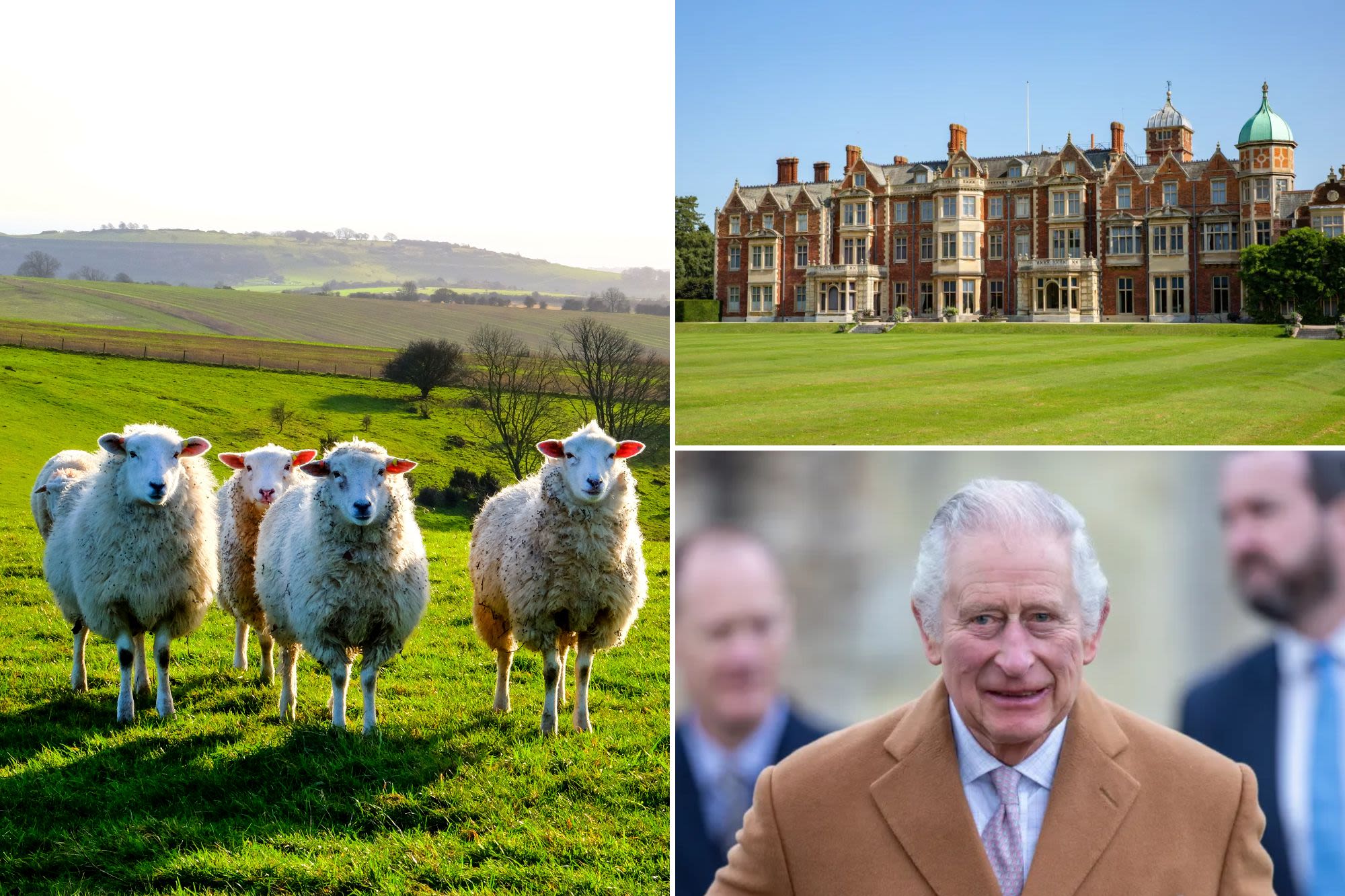 King Charles accepting applications for shepherd to look after 2,000 royal sheep